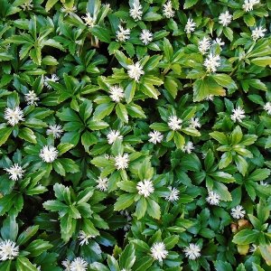 Pachysandra vrcholová (Pachysandra Terminalis) ´GREEN CARPET´, kont. P9